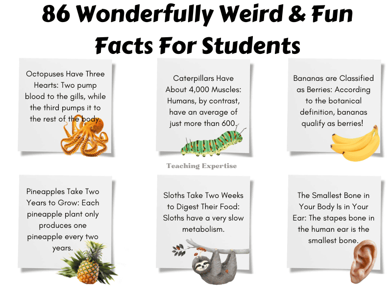 86 Wonderfully Weird & Fun Facts For Students - Teaching Expertise