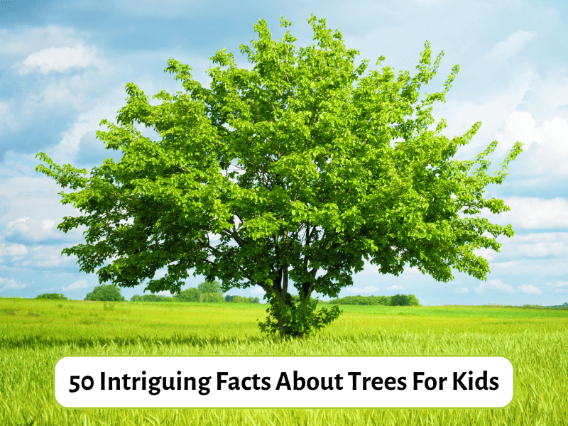 50 Intriguing Facts About Trees For Kids - Teaching Expertise